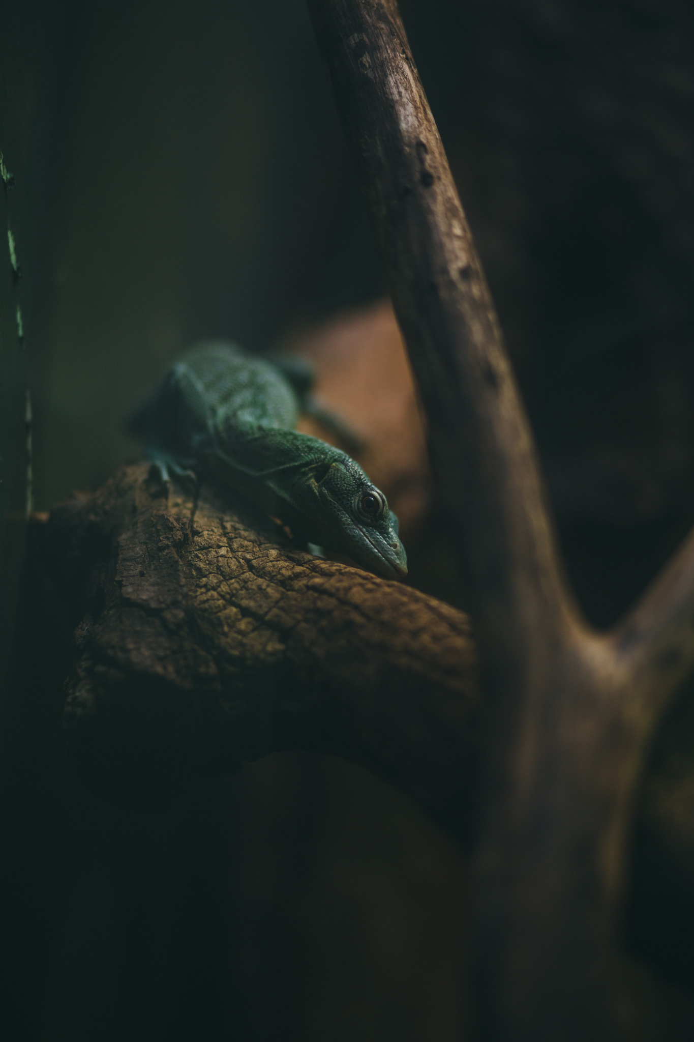 Green lizard on branch at Smithsonian Zoo
