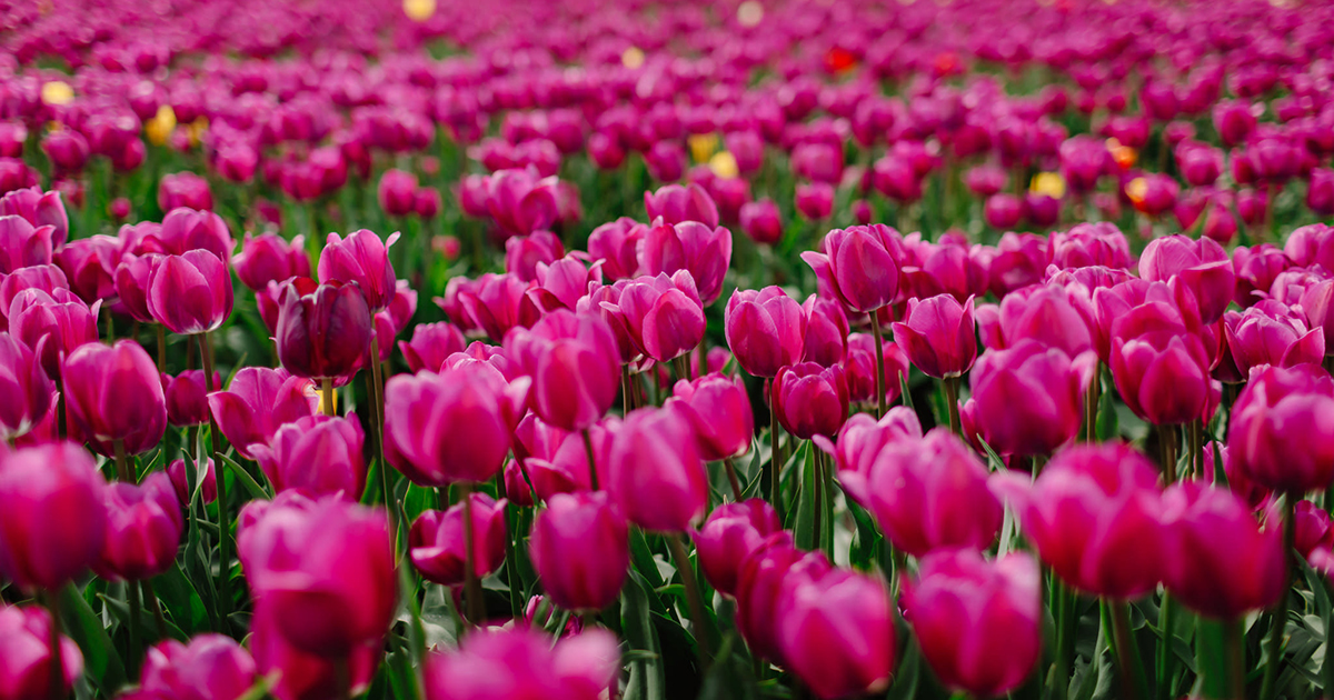 purple pink tulips as far as the eye can see