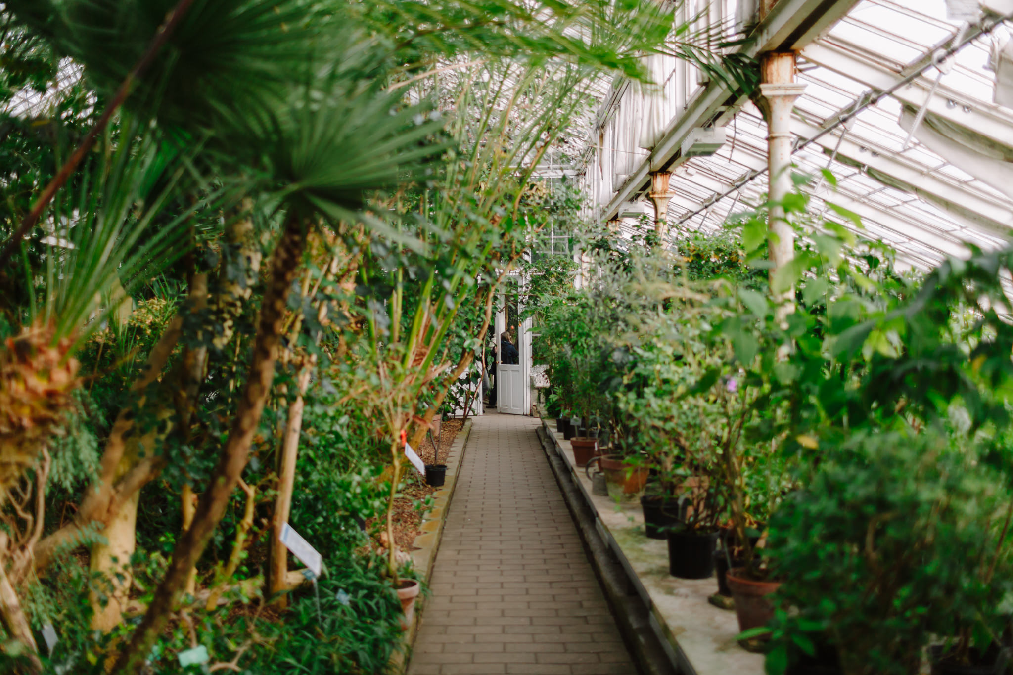 inside the greenhouse at botanical gardens
