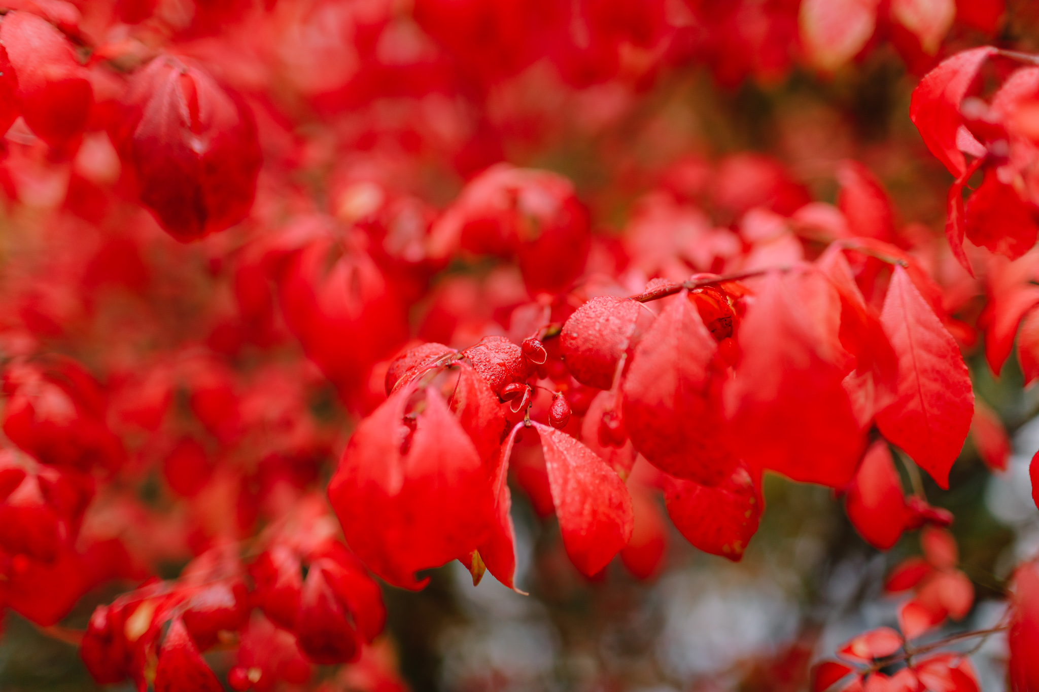 red leaves japanese garden butchart