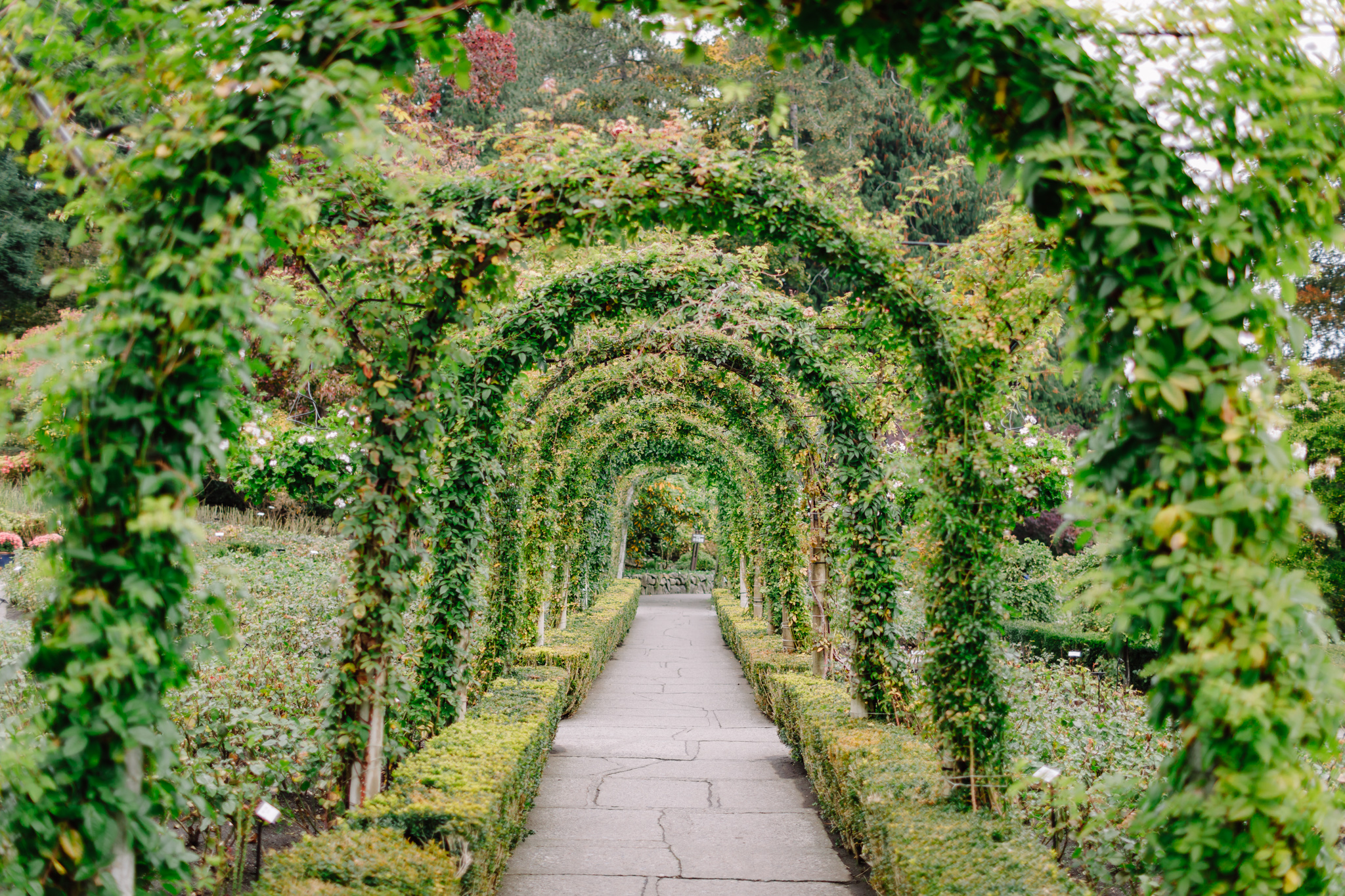 rose arches at butchart gardens