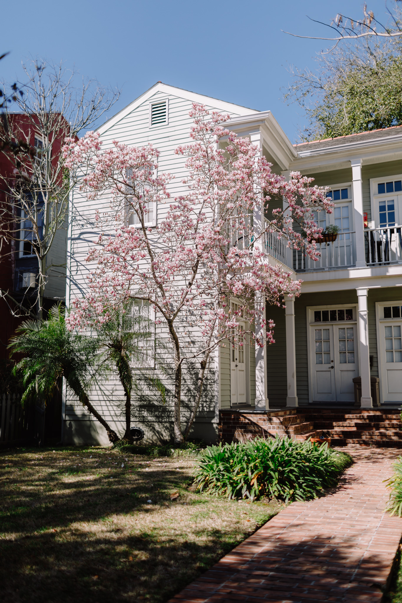 Beautiful blossoms in New Orleans Garden District