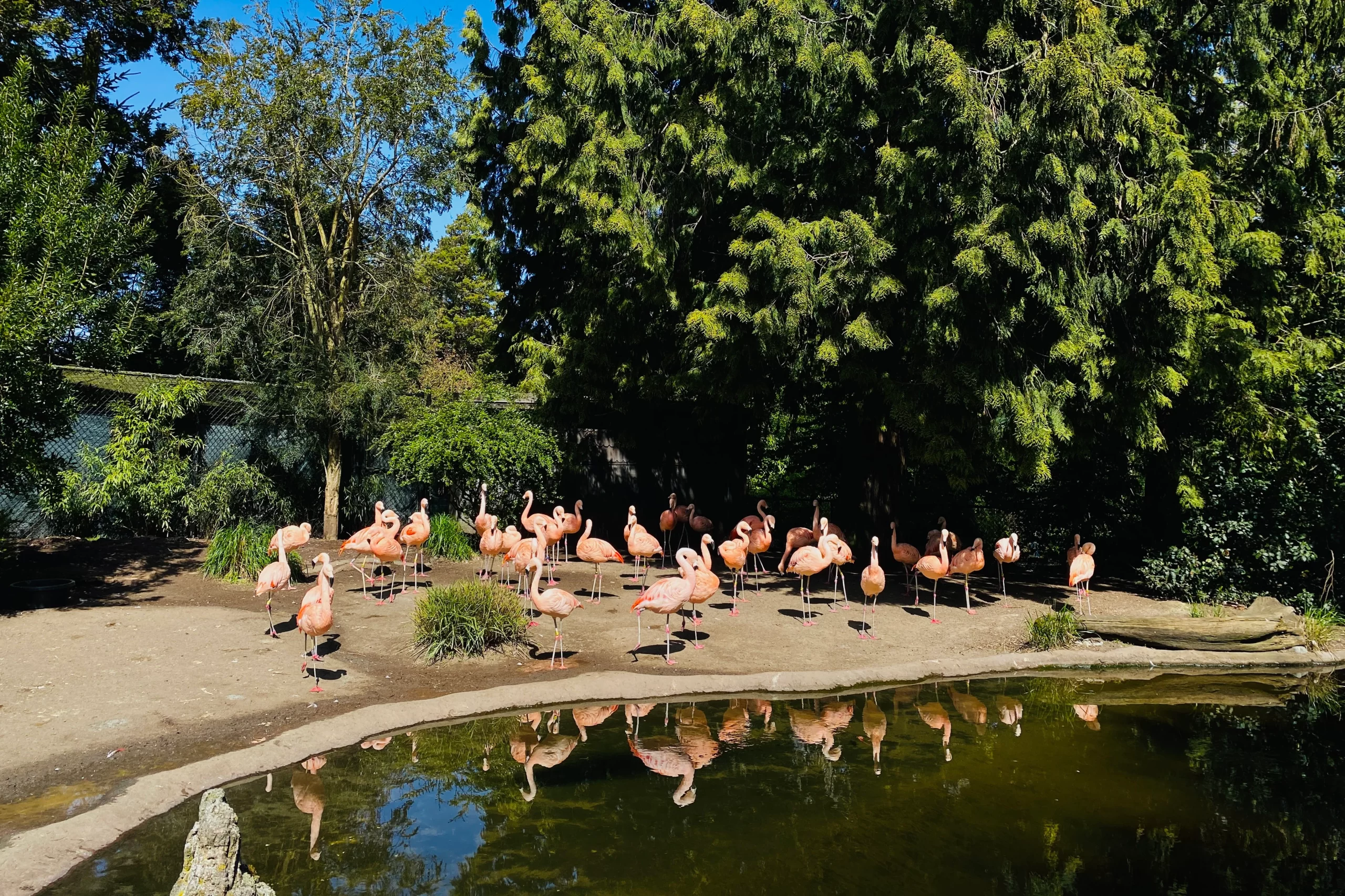 Flamingoes in the park